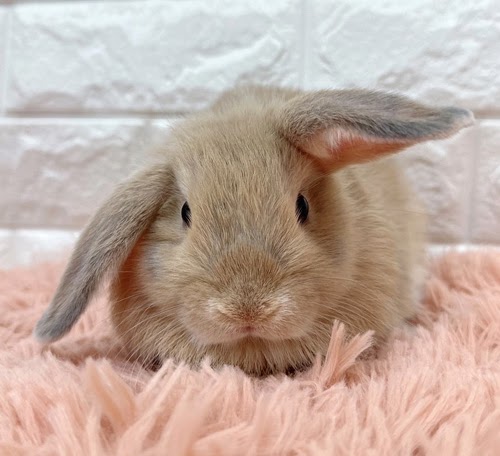 ロップイヤー（リンクス）Rlx-M239