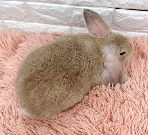 ロップイヤー（リンクス）Rlx-M239