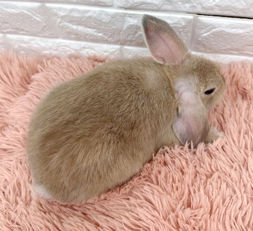 ロップイヤー（リンクス）Rlx-M239