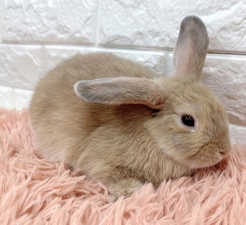 ロップイヤー（リンクス）Rlx-M239