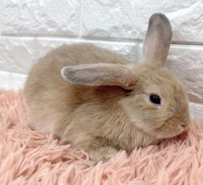 ロップイヤー（リンクス）Rlx-M239