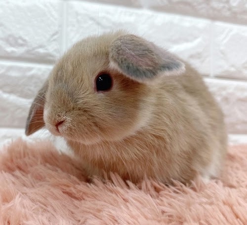 ロップイヤー（リンクス）Rlx-M239