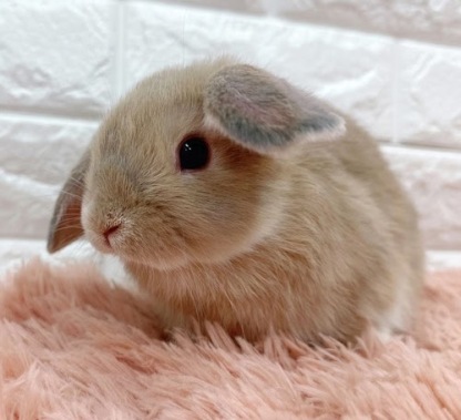 ロップイヤー（リンクス）Rlx-M239