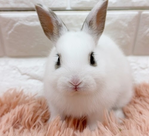 ミニウサギ（ホワイト）Rm-M247