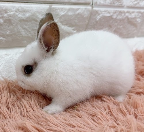 ミニウサギ（ホワイト）Rm-M247