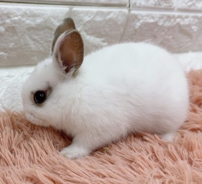 ミニウサギ（ホワイト）Rm-M247