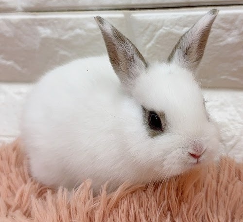ミニウサギ（ホワイト）Rm-M247