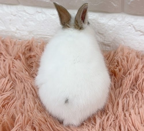 ミニウサギ（ホワイト）Rm-M247