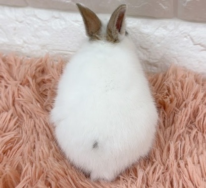 ミニウサギ（ホワイト）Rm-M247