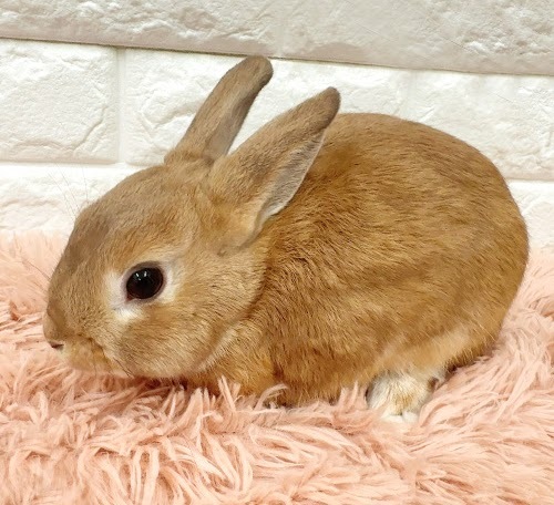 ネザーランドドワーフ（オレンジ）Rno-M248