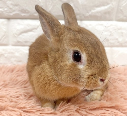 ネザーランドドワーフ（オレンジ）Rno-M248