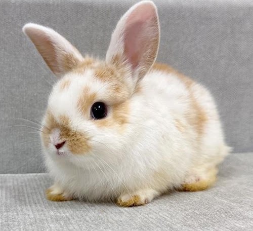 ネザーハーフ Rnob-F251