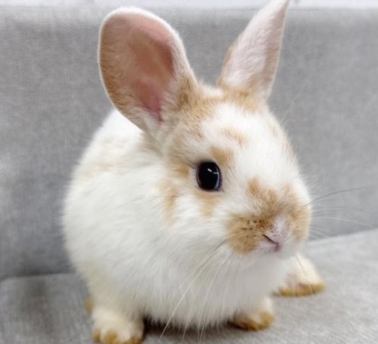 ネザーハーフ Rnob-F251