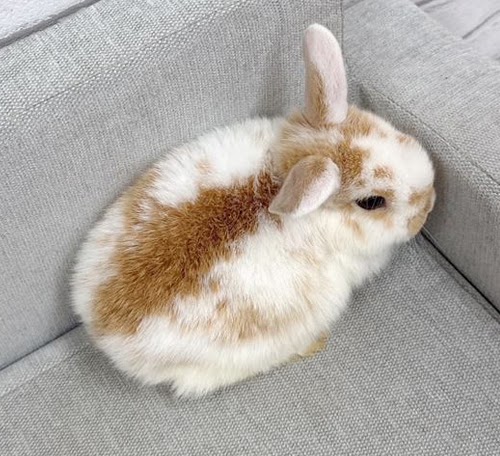 ネザーハーフ Rnob-F251