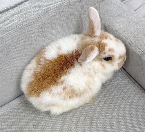 ネザーハーフ Rnob-F251