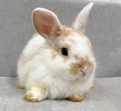 ネザーハーフ Rnob-F251