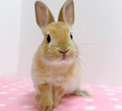 ネザーハーフ（オレンジ）Ro-F233