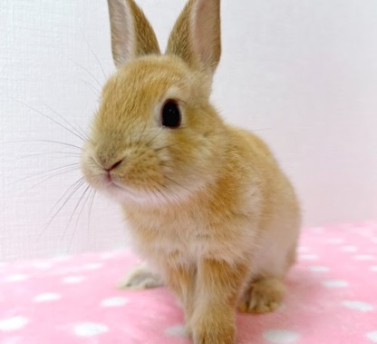 ネザーハーフ（オレンジ）Ro-F233