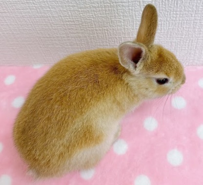 ネザーハーフ（オレンジ）Ro-F233