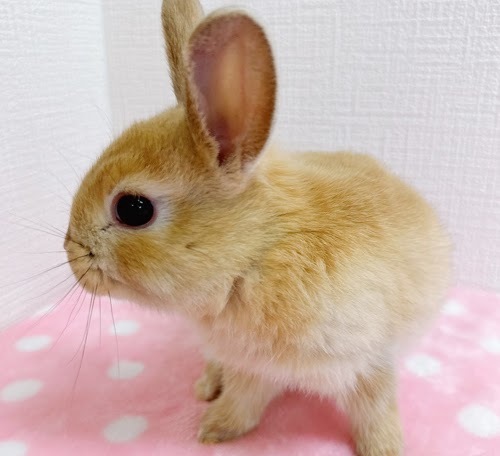 ネザーハーフ（オレンジ）Ro-F233