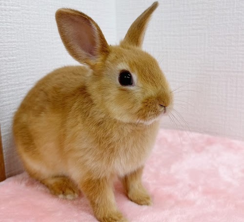 ネザーランドドワーフ（オレンジ）Ro-M235