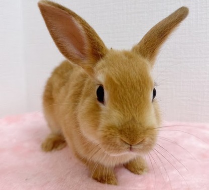 ネザーランドドワーフ（オレンジ）Ro-M235