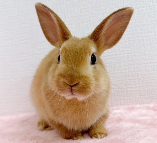 ネザーランドドワーフ（オレンジ）Ro-M235