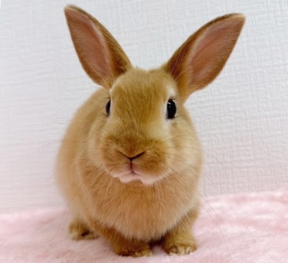 ネザーランドドワーフ（オレンジ）Ro-M235