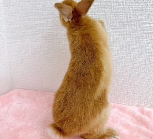 ネザーランドドワーフ（オレンジ）Ro-M235