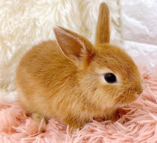 ミニうさぎ（オレンジ）Ro-M237