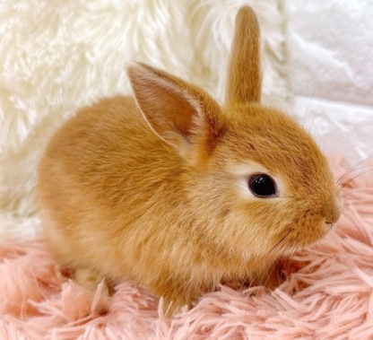 ミニうさぎ（オレンジ）Ro-M237