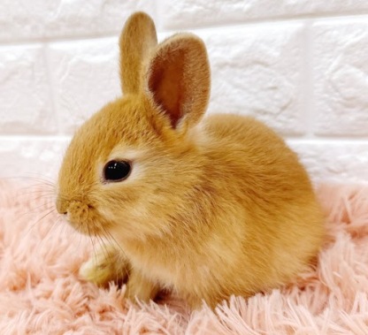 ミニうさぎ（オレンジ）Ro-M237