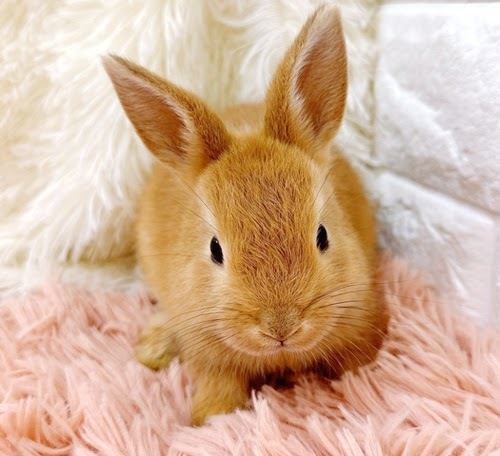 ミニうさぎ（オレンジ）Ro-M237