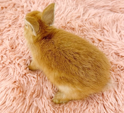 ミニうさぎ（オレンジ）Ro-M237