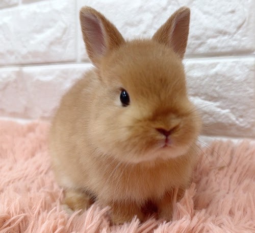 ネザーランドドワーフ（オレンジ）Ro-M242