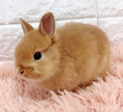 ネザーランドドワーフ（オレンジ）Ro-M242