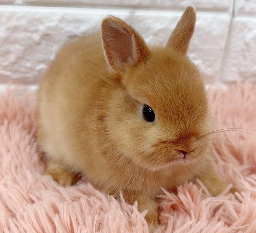 ネザーランドドワーフ（オレンジ）Ro-M242