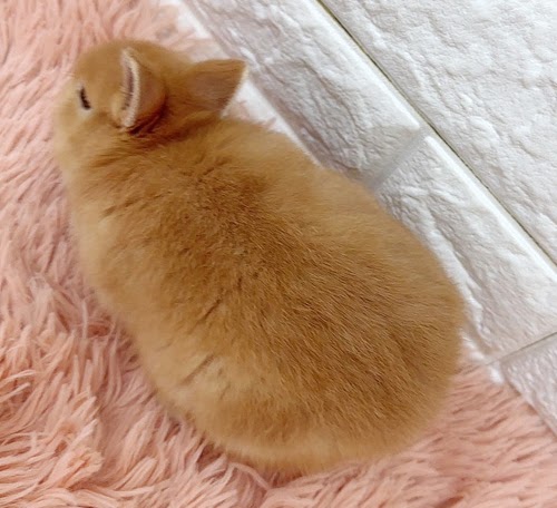 ネザーランドドワーフ（オレンジ）Ro-M242