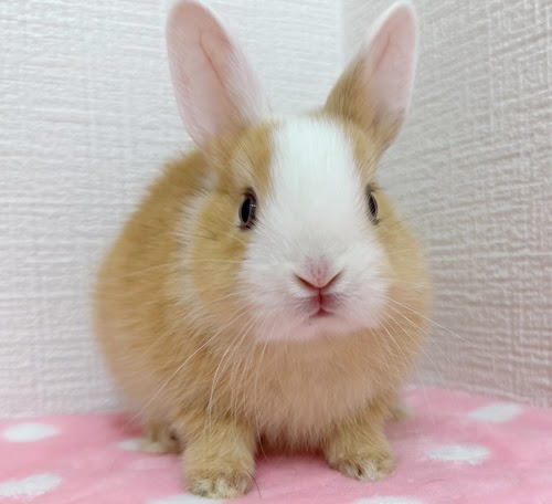 ミニウサギ（オレンジ×ホワイト）Row-F232