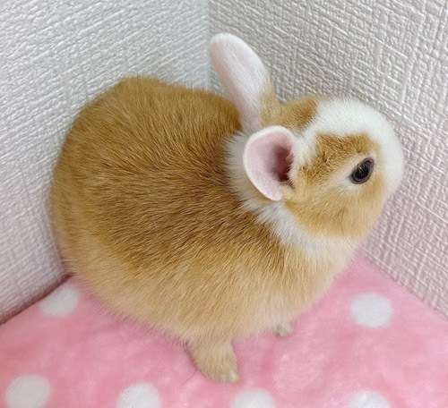 ミニウサギ（オレンジ×ホワイト）Row-F232