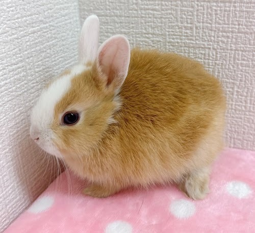 ミニウサギ（オレンジ×ホワイト）Row-F232