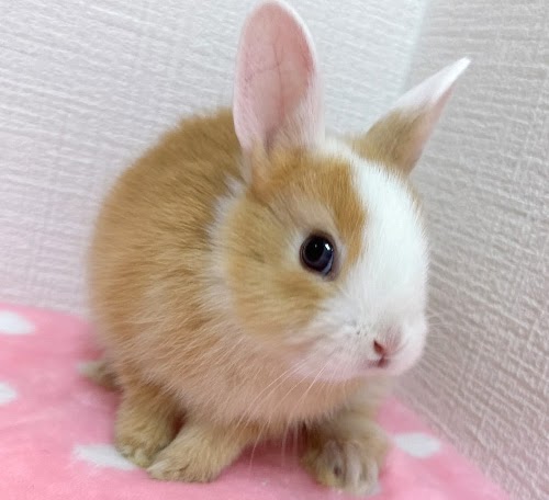 ミニウサギ（オレンジ×ホワイト）Row-F232