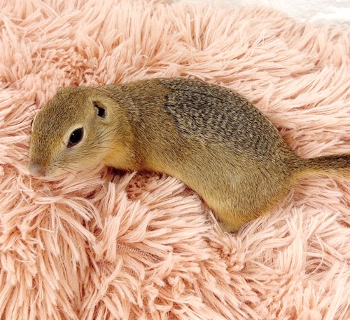 リチャードソンジリス S-F612