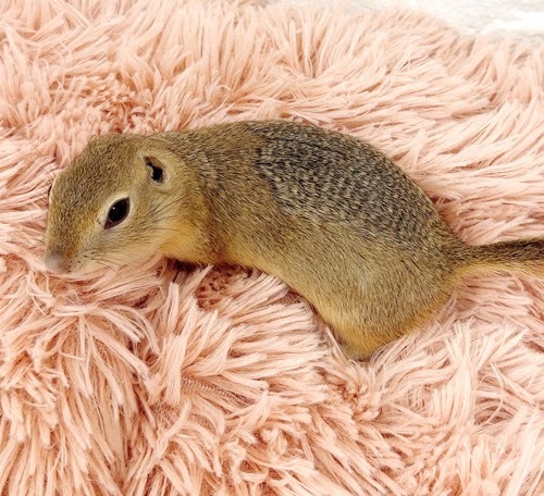 リチャードソンジリス S-F612