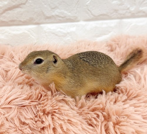 リチャードソンジリス S-F612