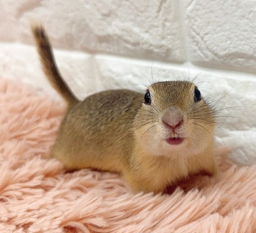 リチャードソンジリス S-F612