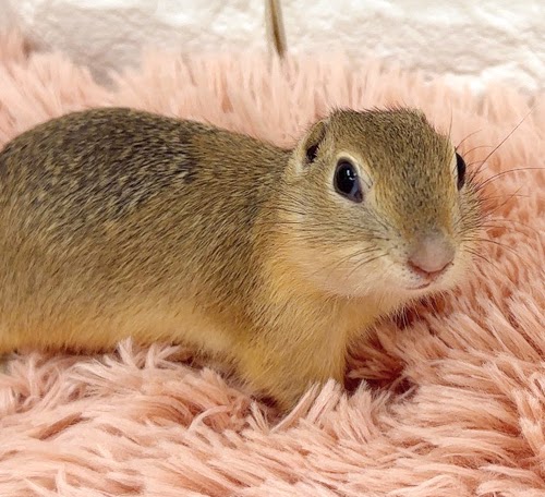 リチャードソンジリス S-F612