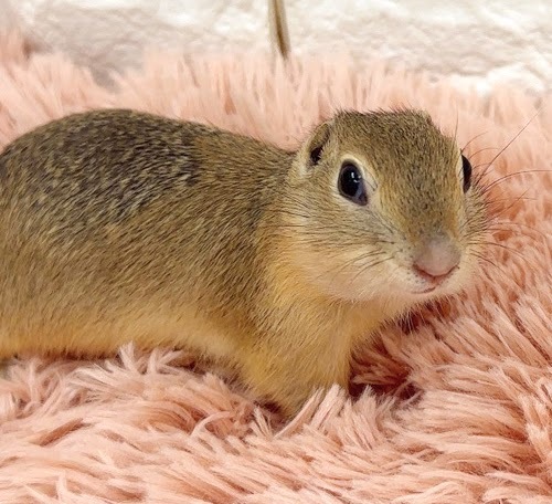 リチャードソンジリス S-F612