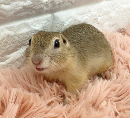 リチャードソンジリス S-F613