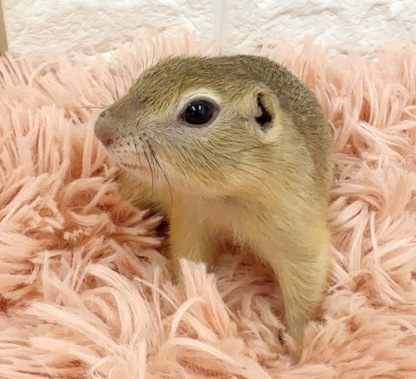 リチャードソンジリス S-F613